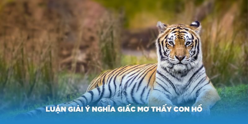 Mơ thấy hổ đuổi mình đánh con gì